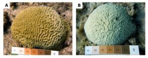 healthy and bleached coral comparison