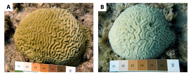 healthy and bleached coral comparison