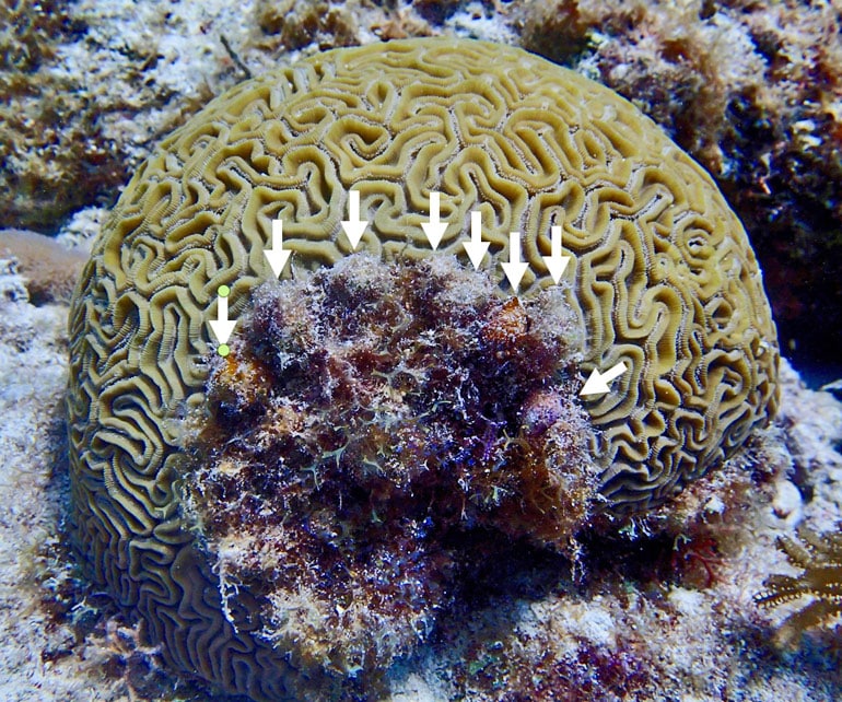 algae grows where snails damaged brain coral