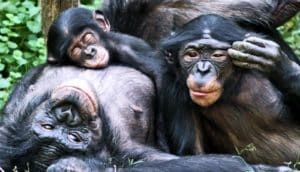 smiling bonobos