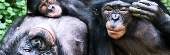 smiling bonobos