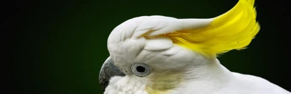 sulphur-crested cockatoo
