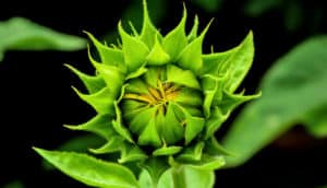 sunflower bud