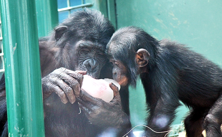 two bonobos