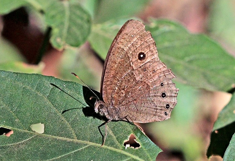 brown butterfly on leaf - Bicyclus anynana