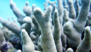 Porites cylindrica (coral reefs concept)
