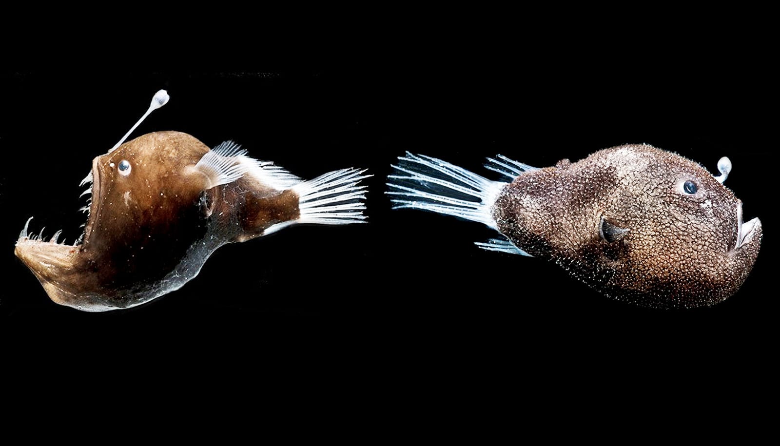 Anglerfish and their headlamp bacteria have a crazy relationship - Futurity