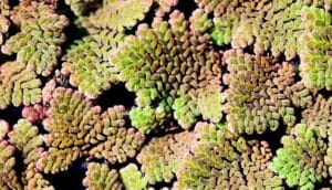 azolla fern