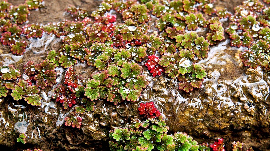 azolla water fern