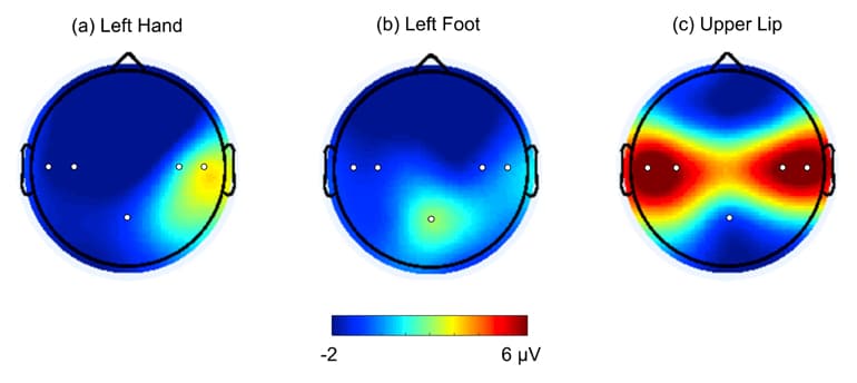 map of baby brain with touches to hand, foot, lips