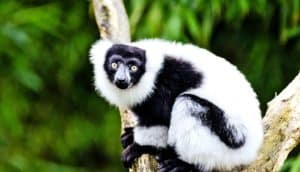 black and white lemur in tree (lemurs concept)