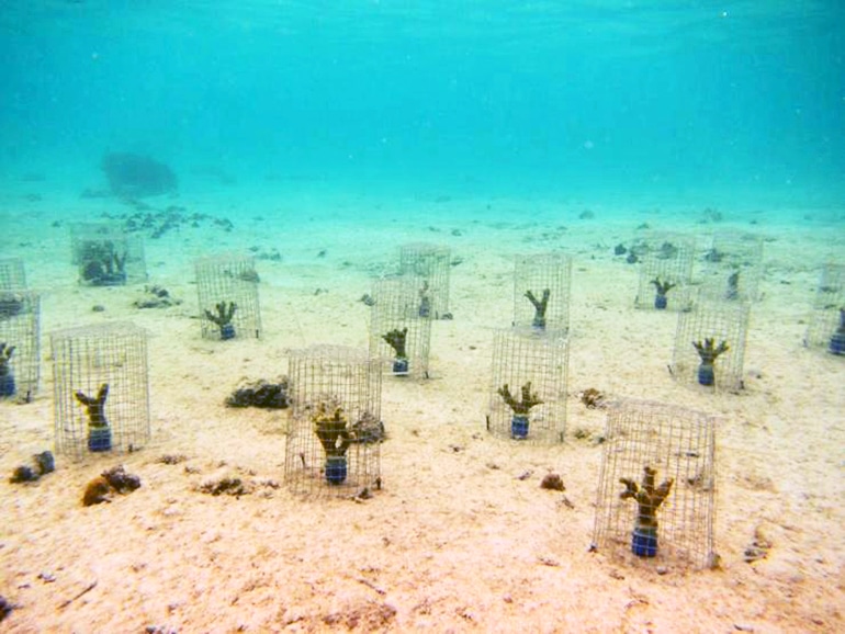 Porites cylindrica (coral reefs concept)