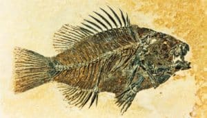 eocene sunfish fossil