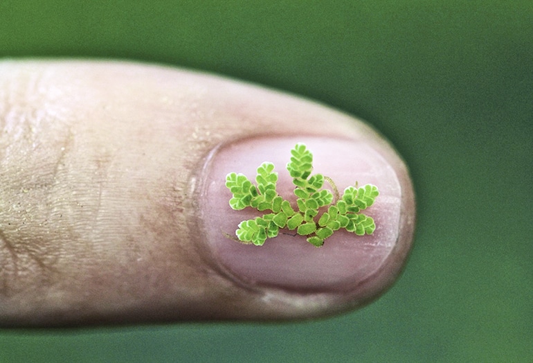 fern on finger