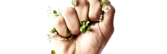 fist of green leaves (climate change concept)