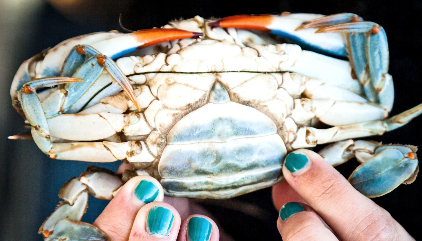 How crab shells and trees could keep food fresher Futurity