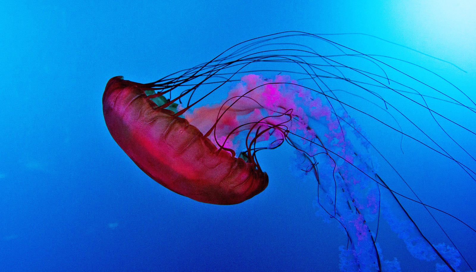 jellyfish have evolved eyes