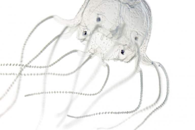 Как выглядят глаза медузы Jellyfish have evolved eyes at least 8 times - Futurity