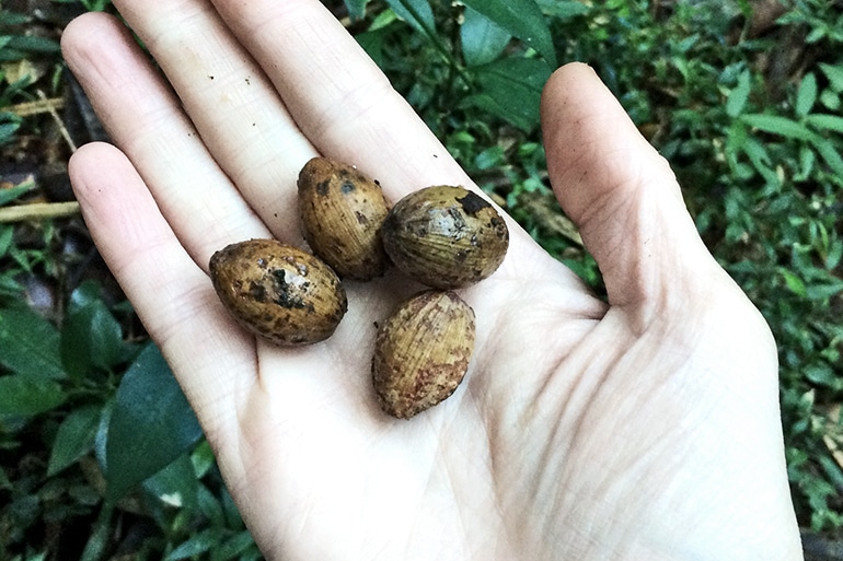 Madagascar tree seeds