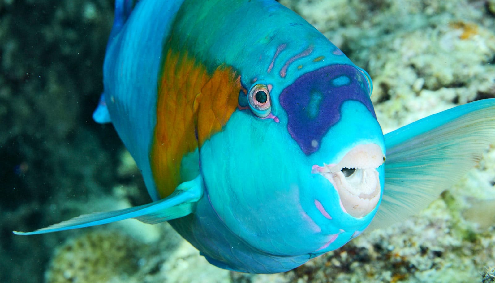 Polar oceans are hot spots for new fish species Futurity