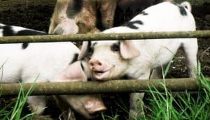 two piglets behind fence - endocrine disruptors