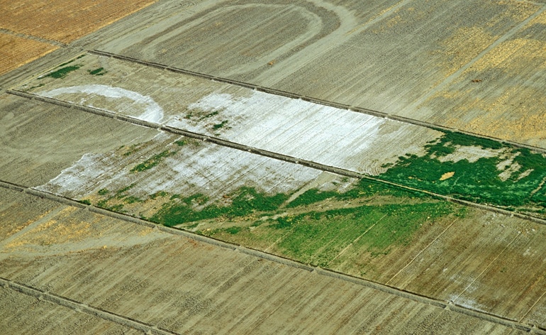 salinity - white patch on field