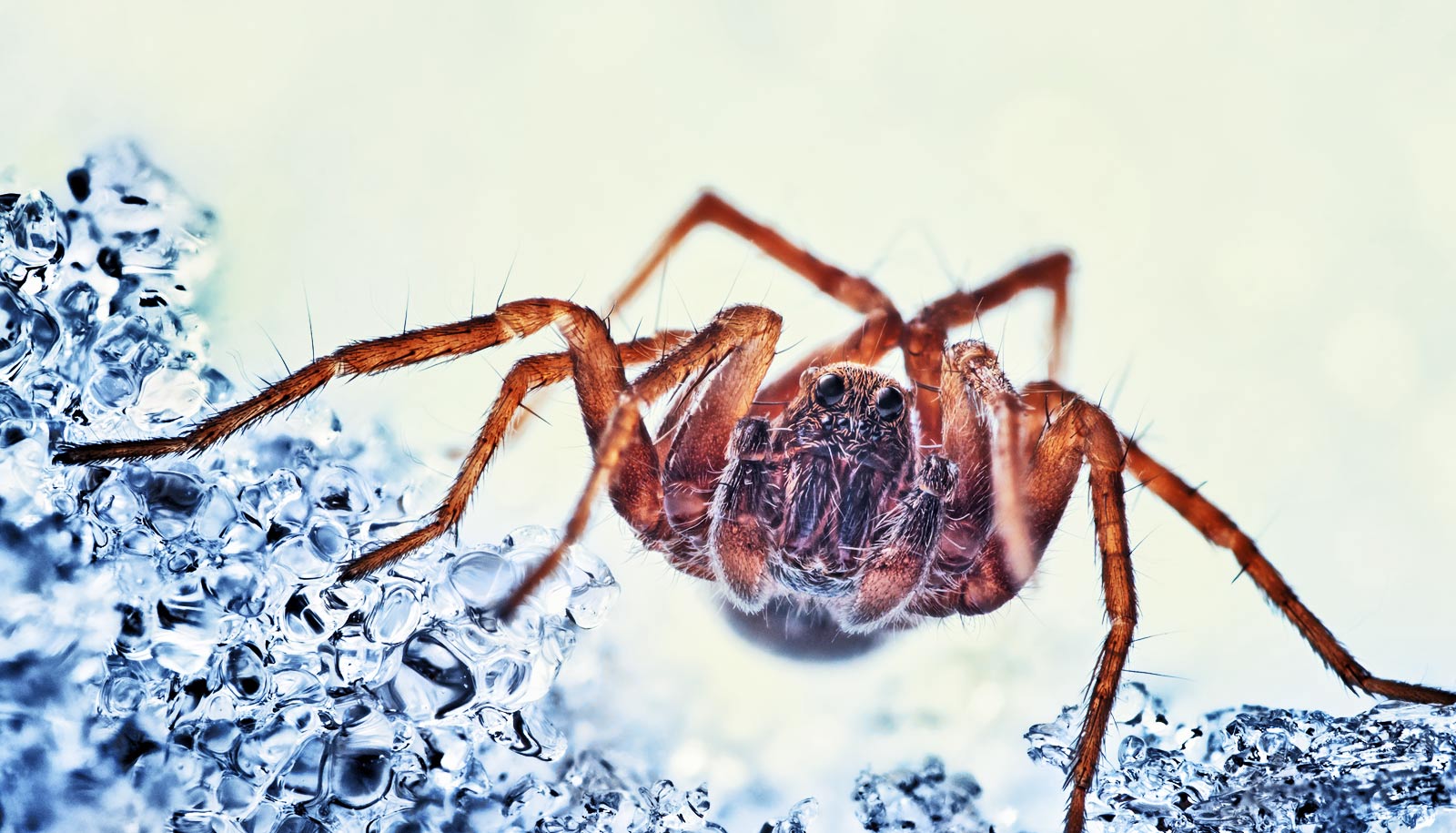 New prey for wolf spiders could be good news for climate ...