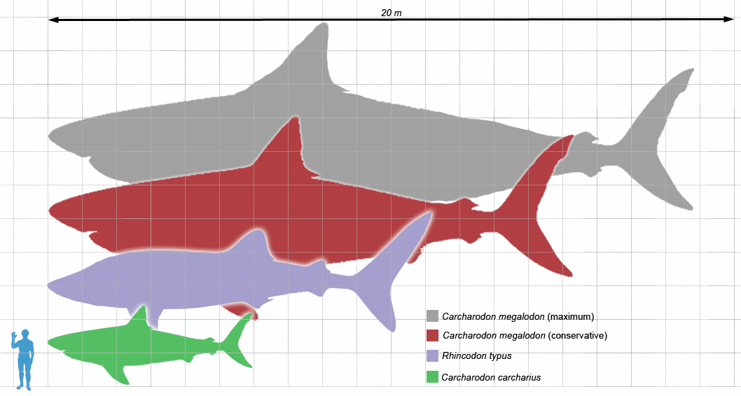 megalodon size comparison 