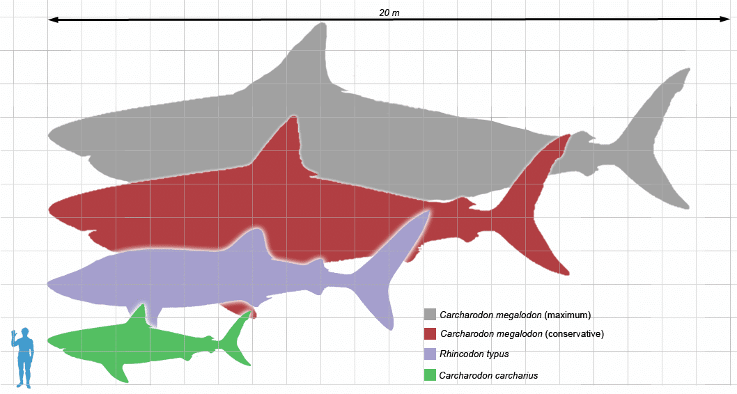 megalodon size comparison