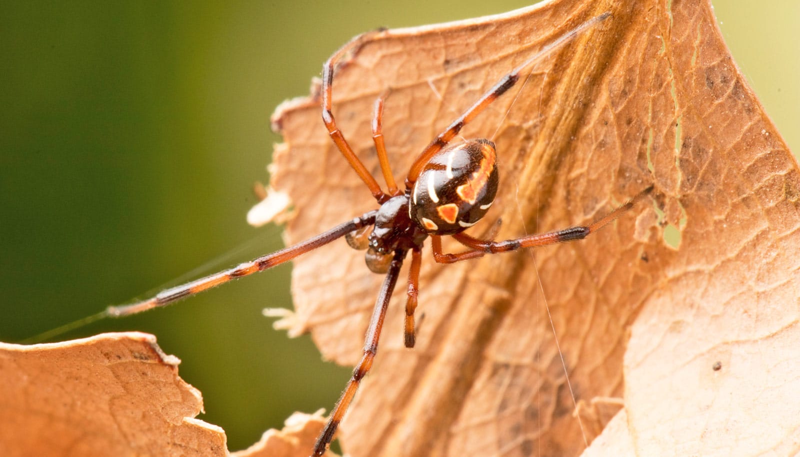 northern black widow spider and leaf