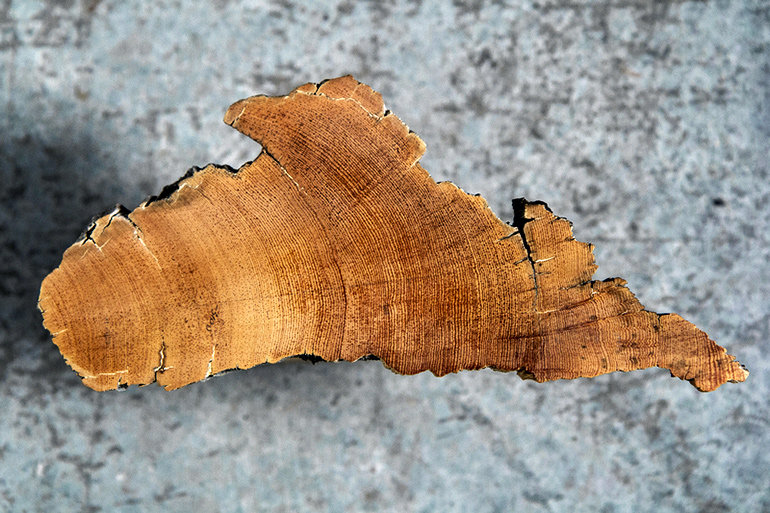 bristle cone pine slice