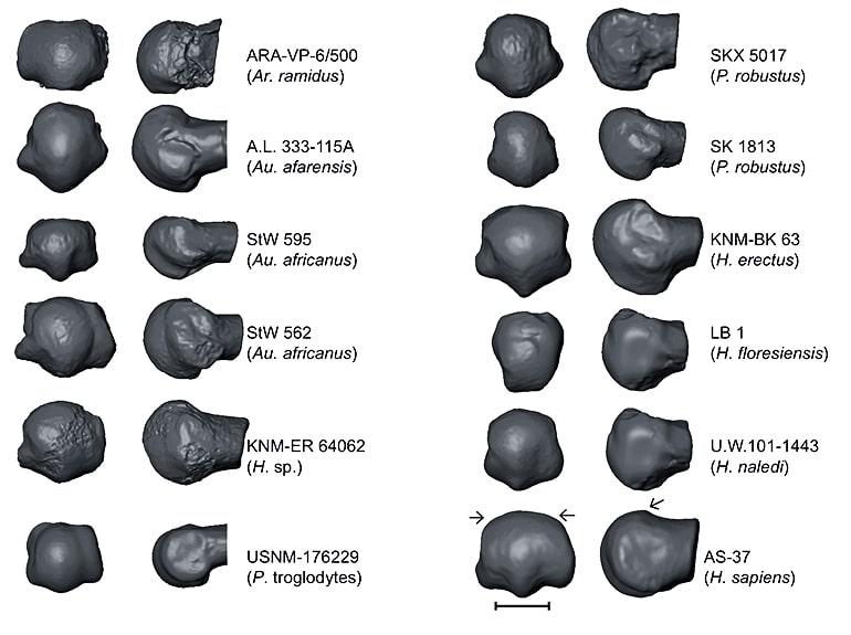 foot fossils comparison