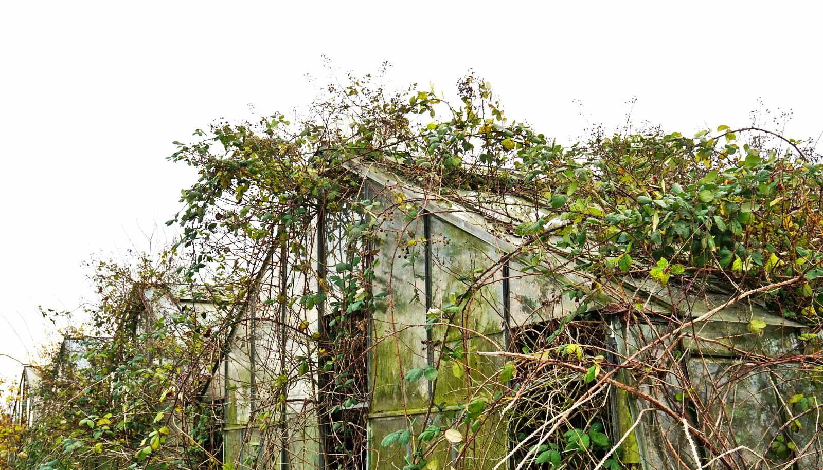In the greenhouse the earth is spring stone and what to do 100 In the greenhouse the earth is spring stone and what to do 15