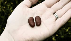 kidney beans in palm