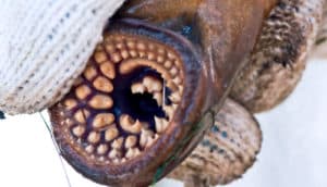 sea lamprey mouth