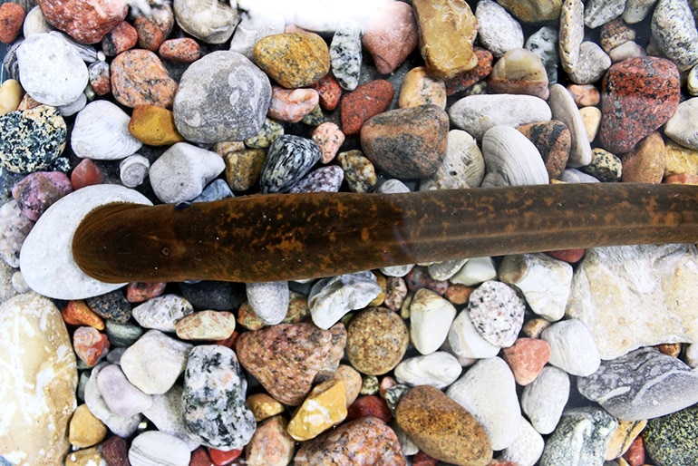 sea lamprey on rocks