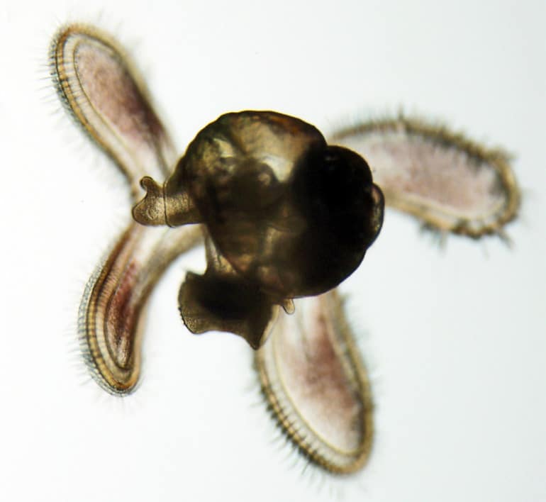 A threeline mudsnail larva 