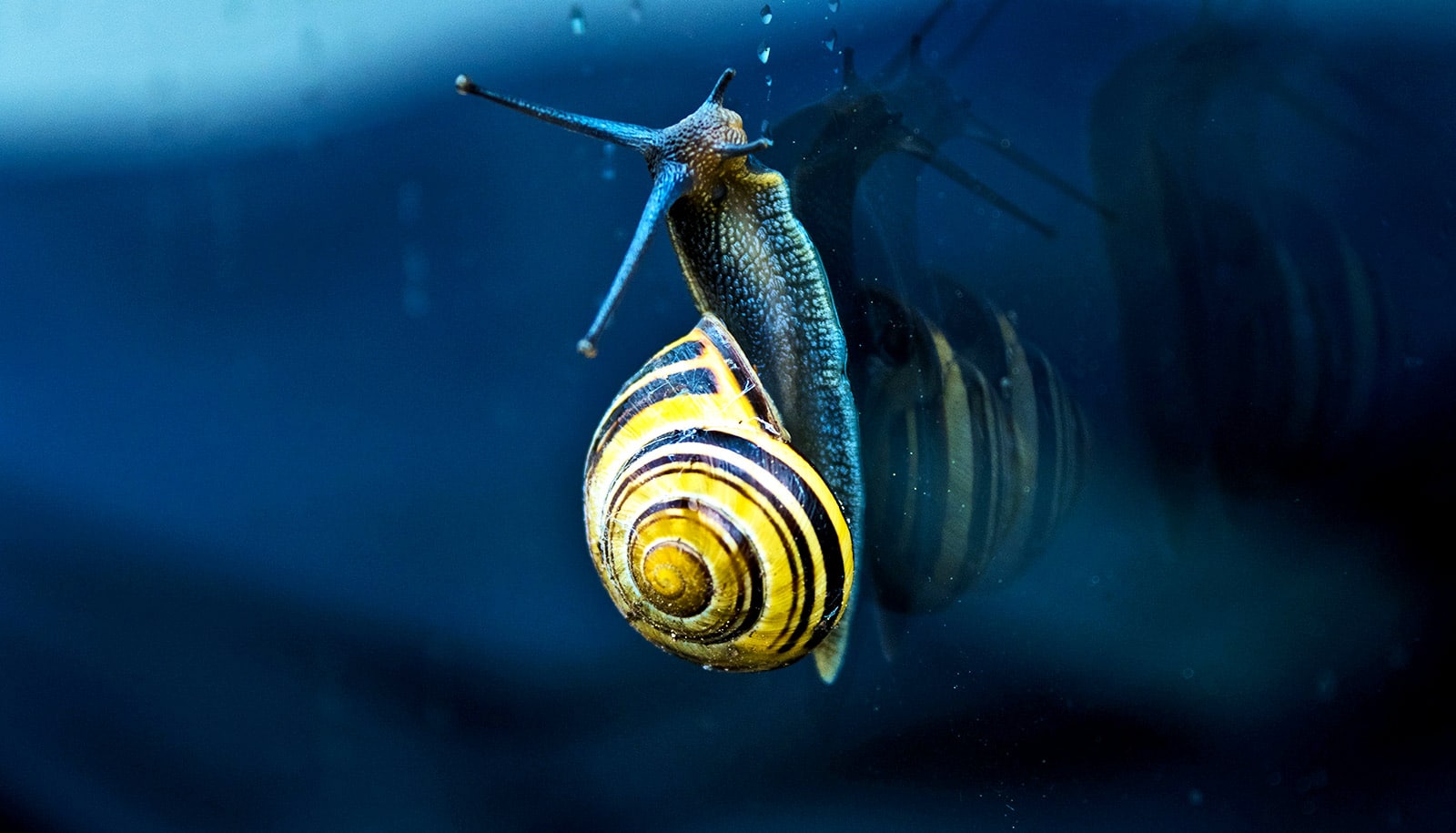 how snails get both