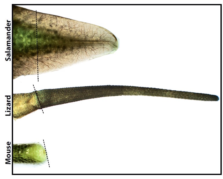 tail regeneration comparison