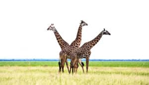 three giraffes (Wildlife Management Areas concept)
