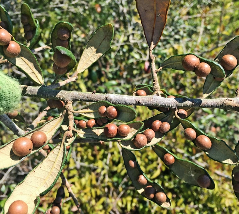 wasp nurseries