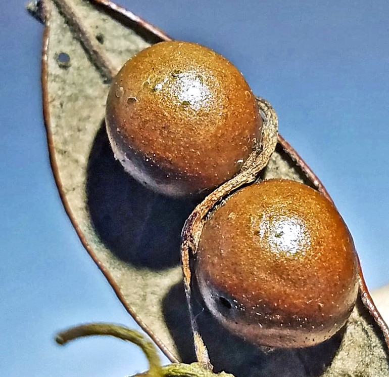 wasp nurseries