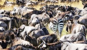 zebra butt among wildebeest