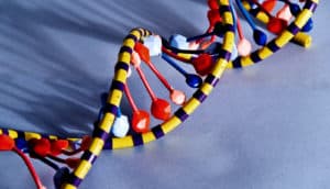 DNA double helix