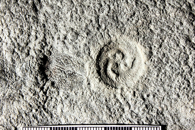 Ediacaran fossils