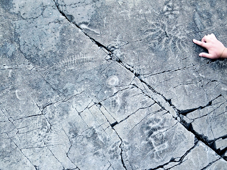 Ediacaran fossils