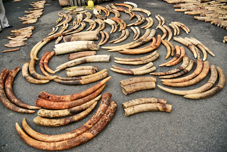 elephant tusks