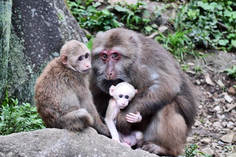 macaques