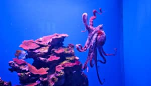 octopus against glass
