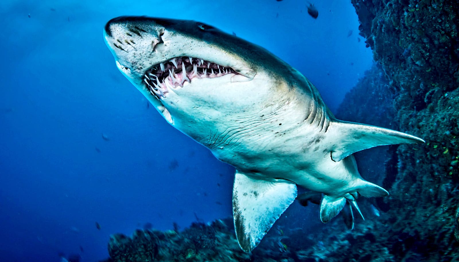 Tooth DNA identifies shark species that bit boy's leg - Futurity